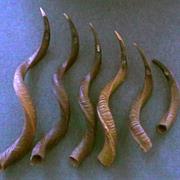 Kudu Horns