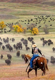 Disney's Vanishing Praire (1954)