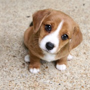 You Preferred When It Was a Puppy