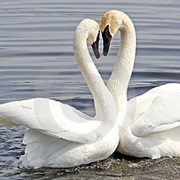 Which Different Kinds of Pairing Dance