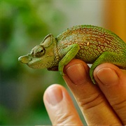 Bizarre-Nosed Chameleon