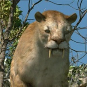 Saber-Tooth Cat