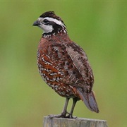 Northern Bobwhite