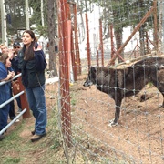 Colorado Wolf and Wildlife Center