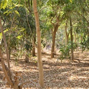 Serapium Forest, Ismailia