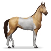 Marwari - Dun Tobiano