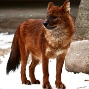 Asian Red Wild Dog