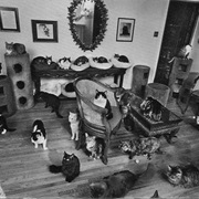 Crazy Cat Lady Room