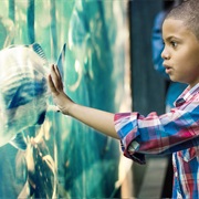 Visit the Two Oceans Aquarium