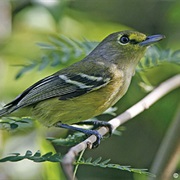 Thick-Billed Vireo