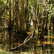 Highlands Hammock State Park, Florida