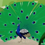 Indian Peafowl (Wild Kratts)