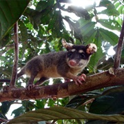 Mondolfi's Four-Eyed Opossum