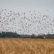 Dead Creek Wildlife Management Area, Vermont