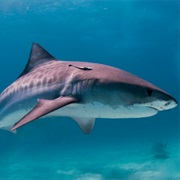 Tiger Shark