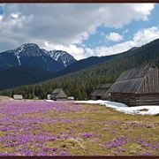 Chochołowska Valley