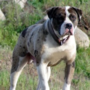 Alapaha Blue Blood Bulldog