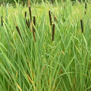 Broadleaf Cattail (Typha Latifolia)