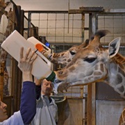 Zoológicos Donde Hay Que Interactuar Con Los Animales