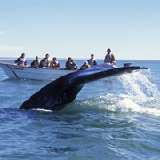Spotting Cetaceans, Canary Islands