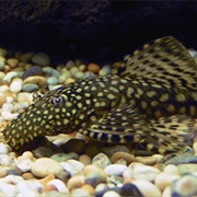 Bristlenose Pleco