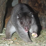 Ground Cuscus