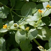 Sea Daisy (Melanthera Biflora)