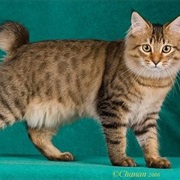 American Bobtail
