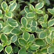 Lemon Thyme (Thymus Citriodorus)