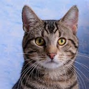 Domestic Shorthair Cat