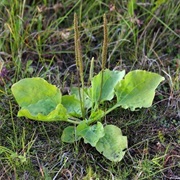 Plantain (Different From Tropical Fruit)