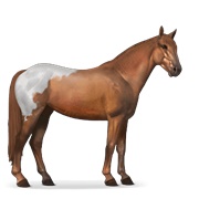 Mustang - Chestnut Blanket