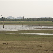Minneriya National Park
