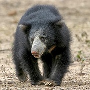 Sri Lankan Sloth Bear