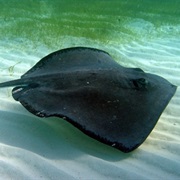 Stingrays