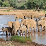 Samburu National Reserve