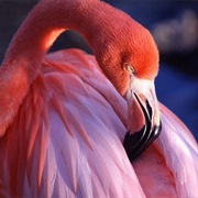Gulf of Amvrakikos, Greece