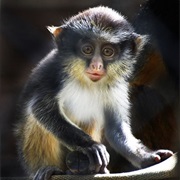 Monkey (Guenon)