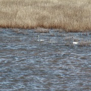Little Creek Wildlife Area, Delaware