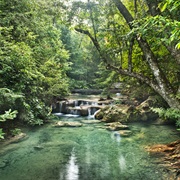 Live in the Jungle for a Week