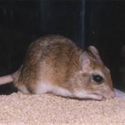 Indian Gerbil