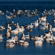 Prime Hook Wildlife Refuge