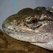 Utila Spiny-Tailed Iguana