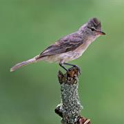 Northern Beardless Tyrannulet