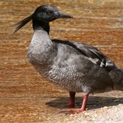 Brazilian Merganser