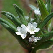 Field Gromwell (Lithospermum Arvense)