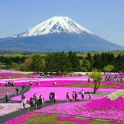 Fuji-San During Shibazakura Festival, Lake Motosuko, Japan