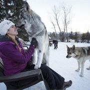 Visit Yamnuska Wolfdog Sanctuary (AB)
