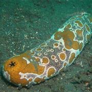 Sea Cucumber