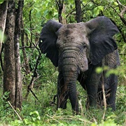 Parc National De Fazao-Malfakassa, Togo